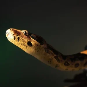Cobras brasileiras: Conheça os 4 predadores naturais que estão sempre à espreita Cobras brasileiras Conheça os 4 predadores naturais que estão sempre à espreita