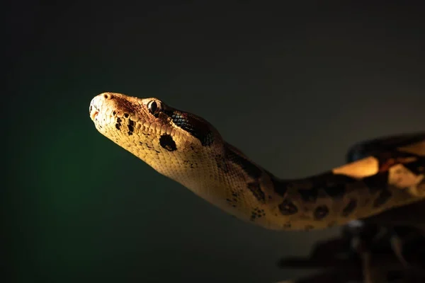 Cobras brasileiras Conheça os 4 predadores naturais que estão sempre à espreita