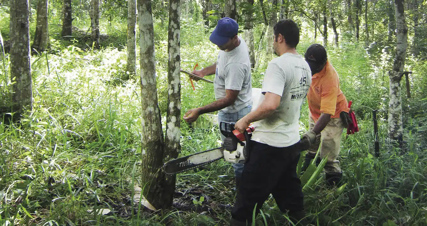 Colheita_de__rvores_para_medi__es_de_biomassa_e_carbono_em_uma_das_parcelas_do_experimento_Sardinilla A diversidade de árvores aumenta o sequestro de carbono