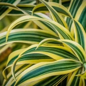 Como manter sua dracena saudável e vibrante em ambientes internos Como manter sua dracena saudável e vibrante em ambientes internos