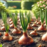 Como plantar cebola no quintal de casa com colheita garantida Como plantar cebola no quintal de casa com colheita garantida