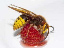 Conheça os 5 insetos mais venenosos do Brasil