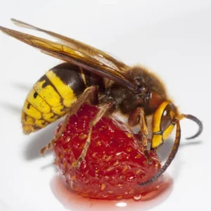 Conheça os 5 insetos mais venenosos do Brasil Conheça os 5 insetos mais venenosos do Brasil