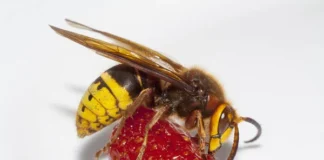 Conheça os 5 insetos mais venenosos do Brasil