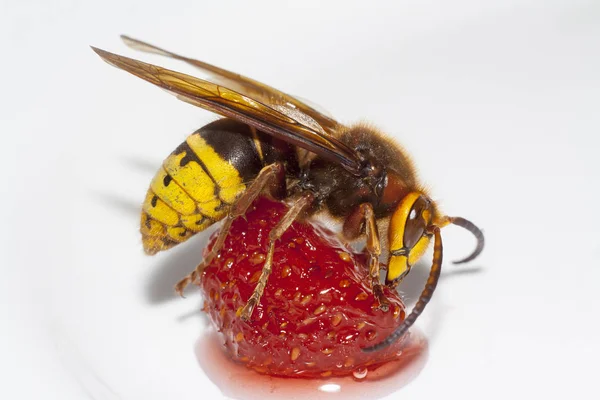 Conheça os 5 insetos mais venenosos do Brasil 2 Conheça os 5 insetos mais venenosos do Brasil