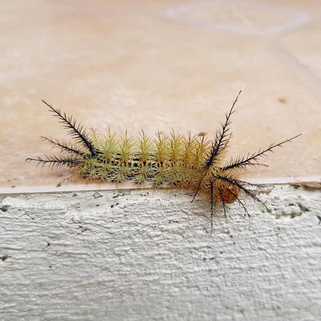 Conheça os 5 insetos mais venenosos do Brasil