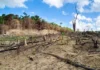 Mato Grosso desafia queda amazônica e amplia desmatamento Desmatamento da Amazônia - Foto by Depositphotos