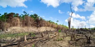 Mato Grosso desafia queda amazônica e amplia desmatamento Desmatamento da Amazônia - Foto by Depositphotos