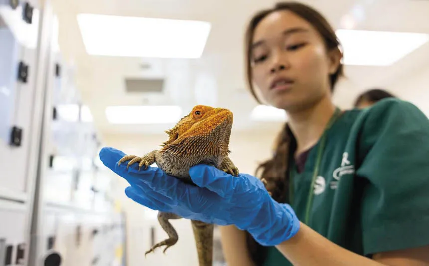 Dra. Petrina Teo veterin ria do National Parks Board Centre for Wildlife Rehabilitation segurando um
