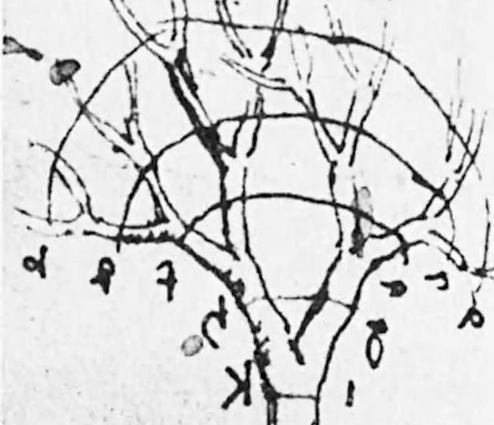 Arte e ciência iluminam as mesmas proporções sutis nos galhos das árvores 4 Esboço das notas de Leonardo da Vinci sobre galhos de árvores. Fractal Foundation = Invariância de escala