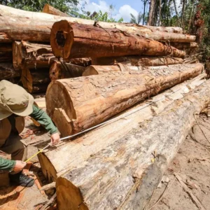 Integração de dados fortalece combate ao desmatamento ilegal na Amazônia dados