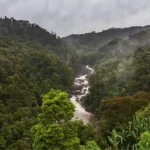 Florestas diversas exibem maior estabilidade ecológica