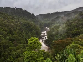 Florestas diversas exibem maior estabilidade ecológica