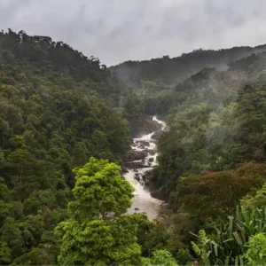 A diversidade de árvores aumenta o sequestro de carbono Florestas diversas exibem maior estabilidade ecológica