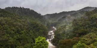 Florestas diversas exibem maior estabilidade ecológica