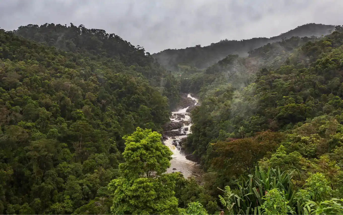 A diversidade de árvores aumenta o sequestro de carbono 6 Florestas diversas exibem maior estabilidade ecológica