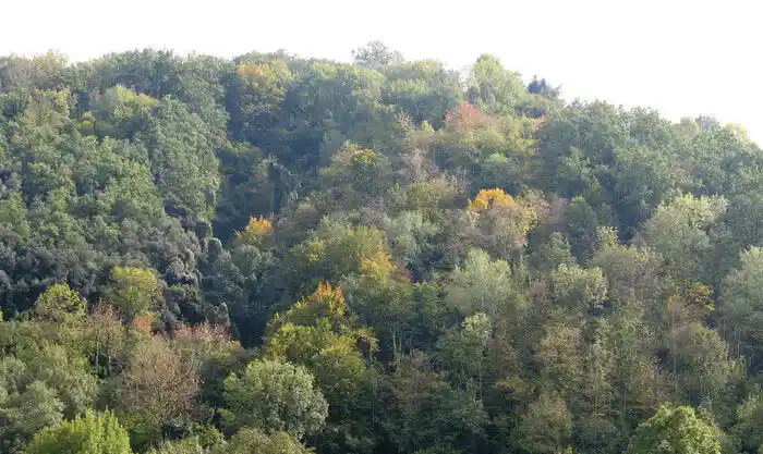 Florestas_diversas_exibem_maior_estabilidade_ecol_gica A diversidade de árvores aumenta o sequestro de carbono
