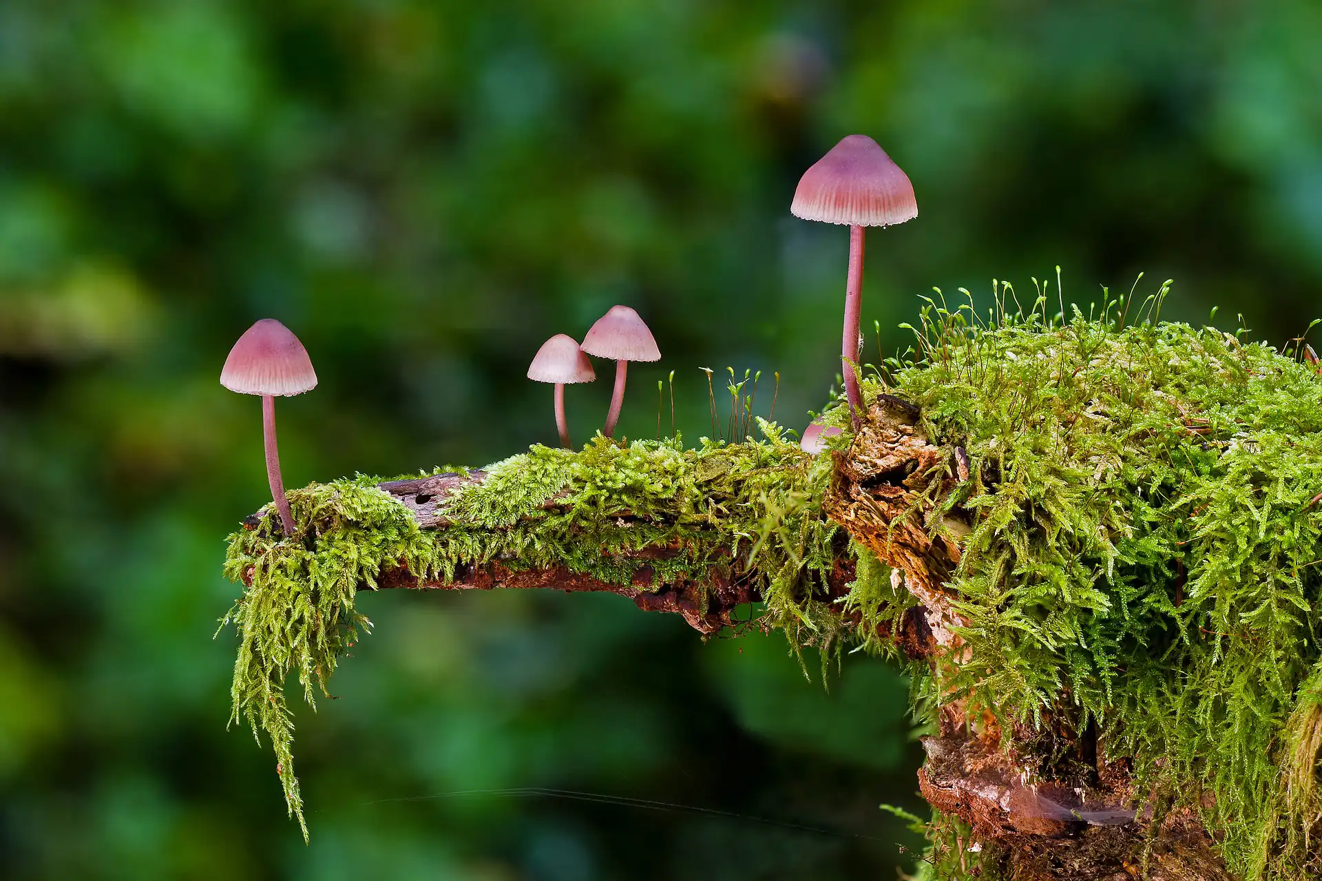 Grande número de espécies de plantas e fungos da Terra estão ameaçadas de extinção