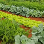 Guia da Embrapa orienta produtores do Pará a cultivar hortas sustentáveis para geração de renda cartilha