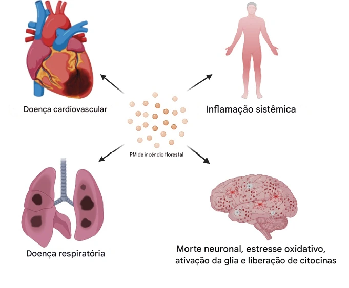 Impactos na saúde causados por partículas provenientes de incêndios florestais