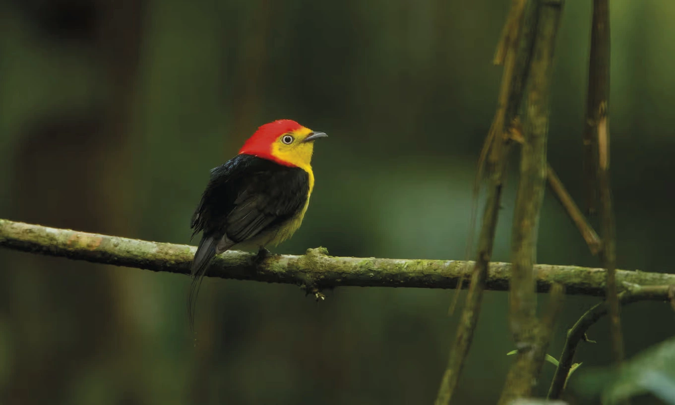 Nas partes mais intocadas e imaculadas da Amazônia, os pássaros estão morrendo 2 Manakin macho de cauda metálica ( Pipra filicauda ) em um poleiro em Tiputini