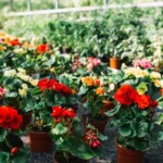 Maria-sem-vergonha (Impatiens walleriana)