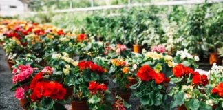 Maria-sem-vergonha (Impatiens walleriana)