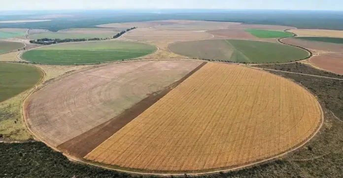 Monocultura_em_S_o_Desid_rio_(BA),_na_regi_o_conhecida_como_Matopiba Monocultura em São Desidério (BA), na região conhecida como Matopiba