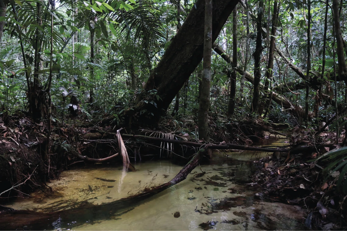 Nas partes mais intocadas e imaculadas da Amazônia, os pássaros estão morrendo 5 O estudo ecológico do BDFFP está localizado nas profundezas da floresta amazônica primária brasileira, inacessível por estrada