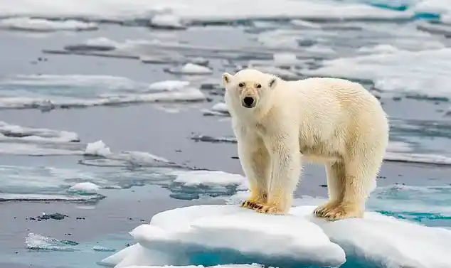 O gelo marinho fornece um local de descanso e parto para focas e morsas, um local de caça e reprodução para ursos polares e um local de alimentação para raposas do Ártico, baleias, caribus e outros mamíferos 