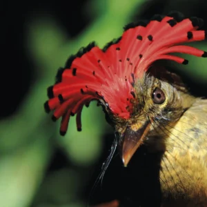 Nas partes mais intocadas e imaculadas da Amazônia, os pássaros estão morrendo