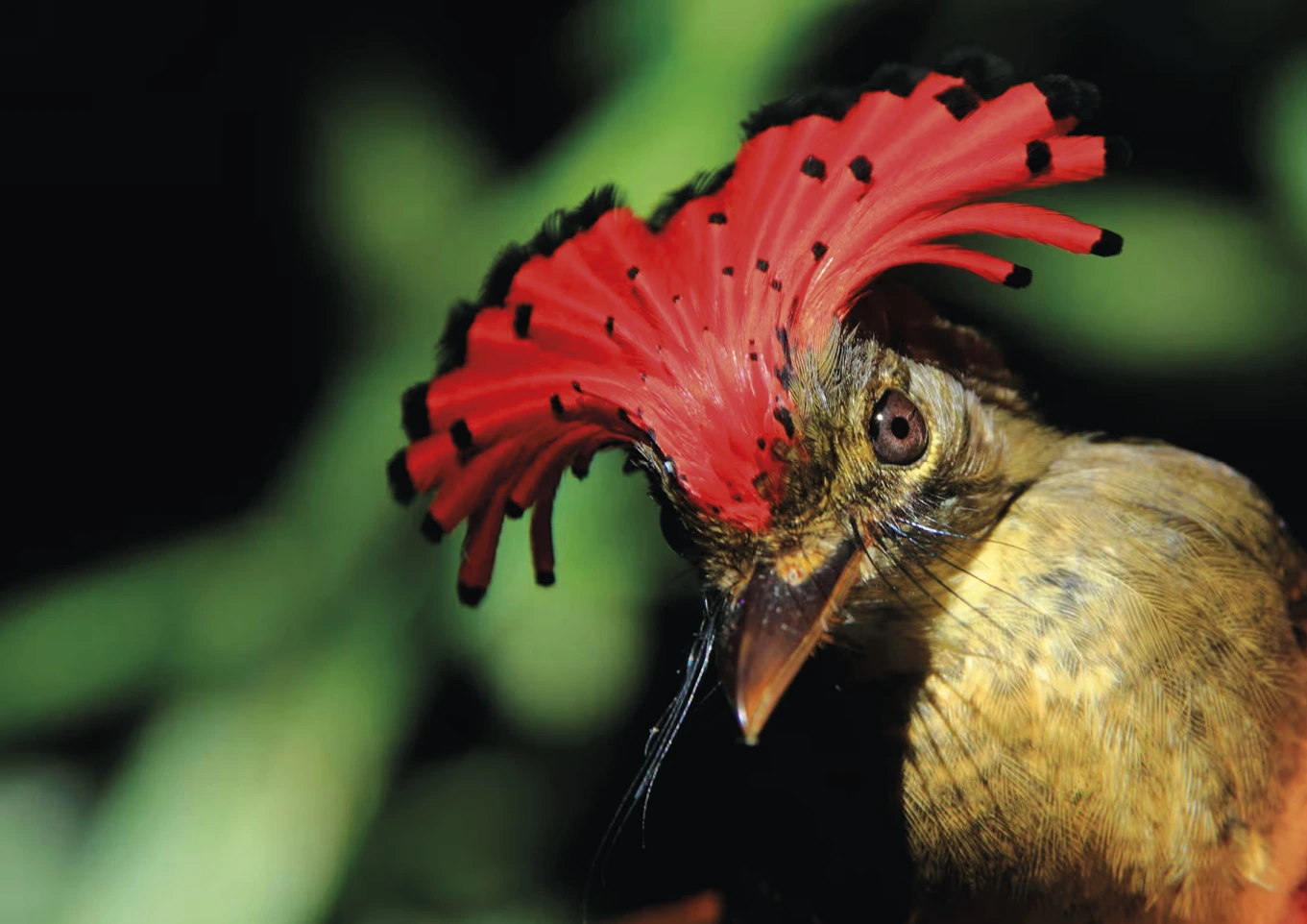 Nas partes mais intocadas e imaculadas da Amazônia, os pássaros estão morrendo 9 Papa moscas real da Amaz nia p ssaros est o morrendo em