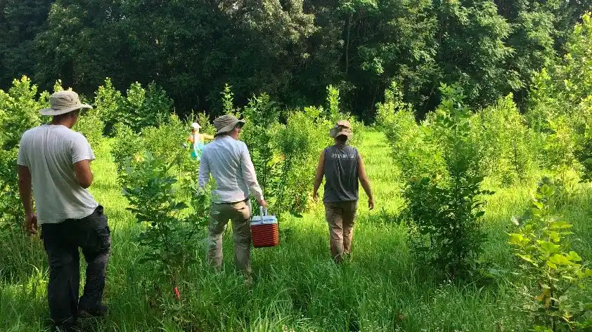 Para_evitar_competir_com_as_necessidades_de_terras_agr_colas_ou_substituir_outros_ecossistemas A diversidade de árvores aumenta o sequestro de carbono