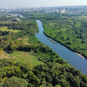 Governo de SP divulga finalistas para gerir plataforma de financiamento para reflorestamento governo