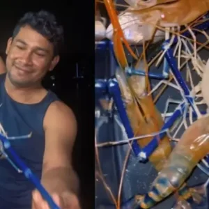 Camarão azul gigante, a espécie invasora que ameaça o ecossistema no Pará camarão