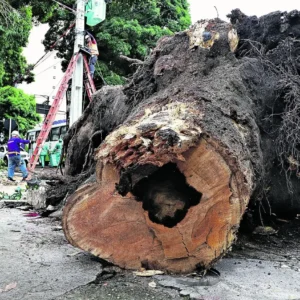 Engenheiro Florestal desenvolve tecnologia que mede ocos em árvores, prevenindo queda dos vegetais tecnologia