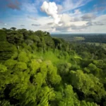 Concessão florestal na Amazônia, governo leiloa 450 mil hectares para manejo sustentável governo