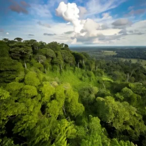 Concessão florestal na Amazônia, governo leiloa 450 mil hectares para manejo sustentável governo