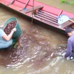 Cooperativas da Amazônia, o motor do desenvolvimento sustentável e da inclusão social Amazônia