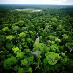 COP30 finalmente na floresta, com quem vive na floresta cop