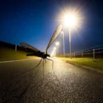 Iluminação pública em LED e o avanço do aedes aegypti, uma ameaça oculta para a saúde pública iluminação