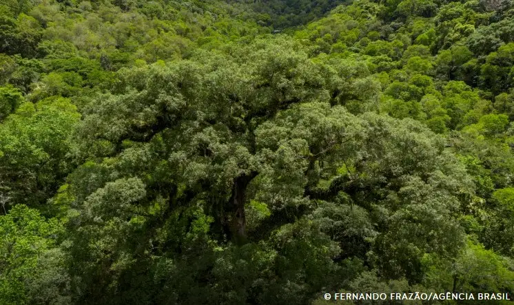 Screenshot-2025-02-19-122117 Instituições financeiras brasileiras ainda patinam em práticas de sustentabilidade, aponta ranking