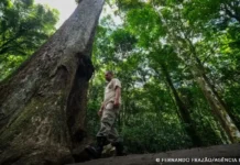 Conabio define novas metas para conservação da biodiversidade até 2030 conabio