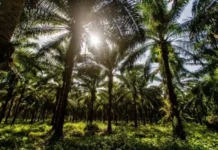 Agropalma reforça compromisso com a biodiversidade e impulsiona pesquisas na Amazônia agropalma