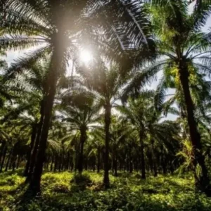 Agropalma reforça compromisso com a biodiversidade e impulsiona pesquisas na Amazônia agropalma