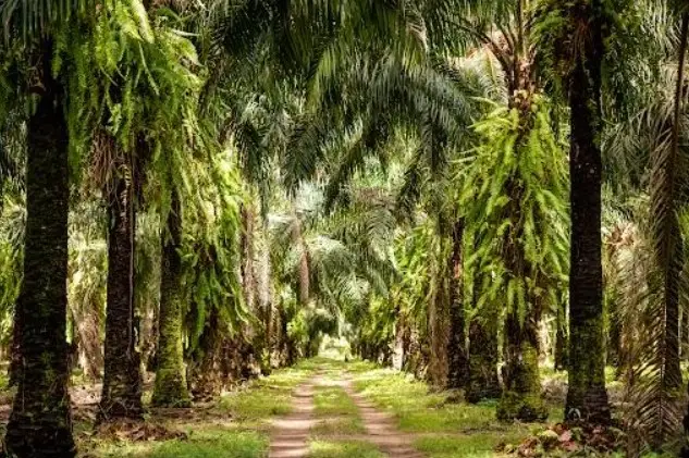 Screenshot-2025-02-25-205257 Agropalma reforça compromisso com a biodiversidade e impulsiona pesquisas na Amazônia