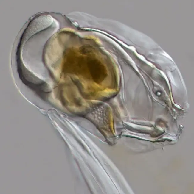 Screenshot-2025-02-26-163740 O paradoxo genético - Como perder genes impulsiona a evolução?