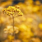 Mais de uma em cada três espécies de árvores no mundo corre risco de extinção – Lista Vermelha da IUCN Uma ferramenta vital na luta global contra a perda de biodiversidade.