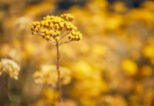 Uma ferramenta vital na luta global contra a perda de biodiversidade.