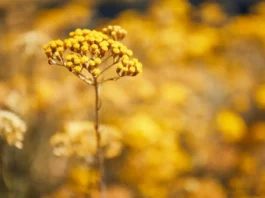 Uma ferramenta vital na luta global contra a perda de biodiversidade.